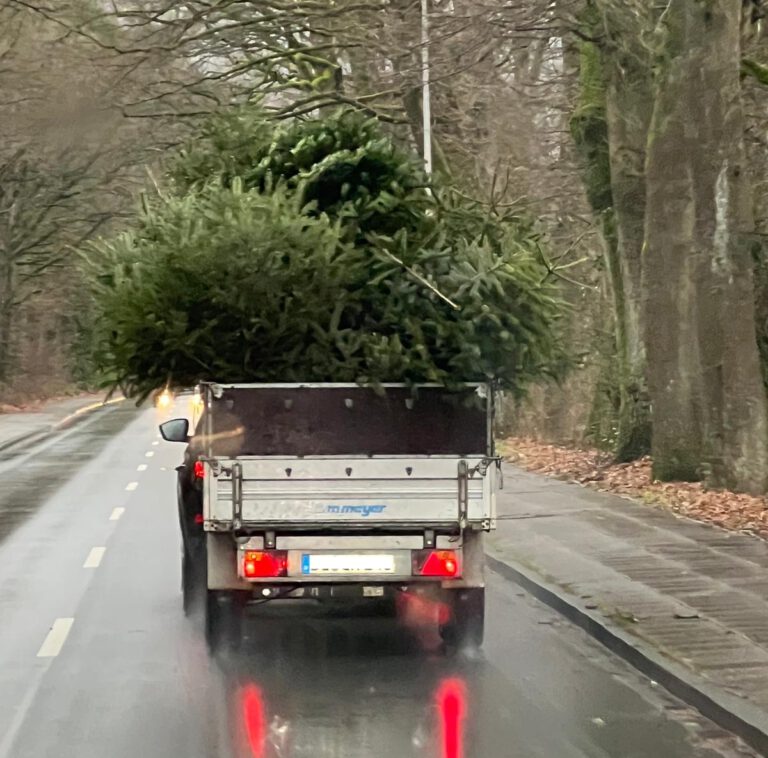 Tannenbaumaktion – jetzt noch als Helfer*in melden!